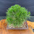 Top view of Japanese Black Pine bonsai showing full rounded needle canopy, Yixing ceramic pot, and surface soil