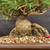Close-up of Japanese Black Pine bonsai trunk base showing rugged bark texture, exposed roots, surface soil, and lower branching