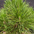 Close-up view of healthy Japanese Black Pine needles showing dense green foliage and new growth tips