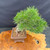 Top view of exposed-root Japanese Black Pine bonsai showing a dense rounded canopy of green needles above a Yixing ceramic pot on a wood display surface
