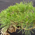 Close-up of Japanese Black Pine foliage showing healthy green needles, branch structure, and part of the rugged exposed-root trunk below the canopy