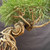 Close-up of exposed-root Japanese Black Pine bonsai showing thick twisting roots, rugged bark texture, branching, and green pine needles beneath the canopy