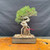 Exposed-root Japanese Black Pine bonsai in a show-quality rectangular Yixing ceramic pot, photographed from the front with twisting roots, rugged bark, and green pine foliage