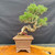 Twisting exposed-root Japanese Black Pine bonsai in a Yixing ceramic pot, photographed from the front with curved trunk movement and compact green canopy