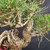 Close-up of Japanese Black Pine bonsai branch structure and trunk, showing textured bark, green needles, exposed-root detail, and mature pine character