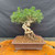 Alternate front view of exposed-root Japanese Black Pine bonsai in a Yixing ceramic pot, showing the full canopy, twisting roots, and broad trunk base