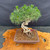 Top view of exposed-root Japanese Black Pine bonsai showing the full green needle canopy, 11.5-inch Yixing ceramic pot, surface soil, and visible root structure beneath the trunk
