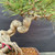 Detailed close-up of Japanese Black Pine twisted trunk showing aged bark, exposed root transition, lower branches, green needles, and surface soil in the pot