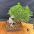 Top view of twisted exposed-root Japanese Black Pine bonsai showing dense green needle canopy, Yixing ceramic pot, surface soil, and exposed root base