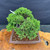 Top view of twisted Itoigawa Shimpaku Juniper bonsai showing full dense green canopy, Yixing ceramic pot, surface soil, and visible deadwood feature beneath the foliage