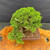 Top view of Itoigawa Shimpaku Juniper bonsai showing full dense green canopy, Yixing ceramic pot, surface soil, and compact branch structure