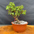 Full front view of Frank Yee Cork Bark Jade pre-bonsai in an 8.5 inch grow pot, showing 12 inch height, compact green foliage, corked trunk, and upright structure