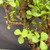 Close-up of Frank Yee Cork Bark Jade branches and foliage, showing corking on the trunk, small round succulent leaves, branching structure, and textured bark