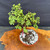 Overhead view of Frank Yee Cork Bark Jade pre-bonsai showing 11 inch spread, compact canopy, corked trunk, white perlite soil mix, and round plastic grow pot