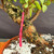 Close-up of Frank Yee Cork Bark Jade trunk showing active cork bark texture, orange-brown fissured bark, dark aged crevices, pink inventory tag, and 8.5 inch grow pot