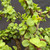 Close-up of Frank Yee Cork Bark Jade foliage showing small rounded green succulent leaves, trimmed branch tips, water droplets, and corked branches behind the canopy