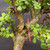 Close-up of Frank Yee Cork Bark Jade trunk and interior branches showing existing corking, textured bark, pink inventory tag, and small green succulent leaves