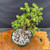 Overhead view of Frank Yee Cork Bark Jade pre-bonsai showing 12 inch spread, compact branching, green succulent foliage, corked trunk, and 10 inch grow pot
