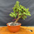 Full front view of Frank Yee Cork Bark Jade pre-bonsai in an 8.5 inch grow pot, showing slanting corked trunk, full green canopy, pink inventory tag, and 12 inch height