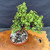 Overhead view of Frank Yee Cork Bark Jade pre-bonsai showing full 12 inch spread, dense green canopy, slanting trunk, pink inventory tag, and orange grow pot