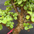 Close-up of Frank Yee Cork Bark Jade interior branching showing corked trunk texture, rounded green succulent leaves, water droplets, and compact branch structure