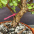 Close-up of Frank Yee Cork Bark Jade lower trunk showing existing cork bark texture, rough tan-brown bark plates, dark crevices, pink tag, and white perlite soil mix