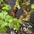 Close-up of Frank Yee Cork Bark Jade interior branches showing corked bark texture, rounded green foliage, pink inventory tag, and compact tropical bonsai growth