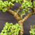 Close-up of Frank Yee Cork Bark Jade trunk junction showing corked bark plates, tan-brown texture, branching structure, and small green succulent leaves around the trunk