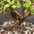 Close-up of Frank Yee Cork Bark Jade base showing existing cork bark texture, dark lower trunk crevices, multiple branch junctions, white perlite, and green grow pot rim
