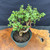 Overhead view of Frank Yee Cork Bark Jade pre-bonsai showing 12 inch spread, compact tropical canopy, curved trunk, pink inventory tag, and green grow pot