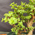 Close-up of Frank Yee Cork Bark Jade foliage showing bright green Dwarf Jade leaves, water droplets, compact branch tips, and corked branches behind the canopy