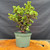 Full front view of Frank Yee Cork Bark Jade pre-bonsai in an 8 inch green grow pot, showing compact multi-trunk style, corked bark, green foliage, and 13 inch height