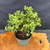 Overhead view of Frank Yee Cork Bark Jade pre-bonsai showing 12 inch spread, compact full canopy, multi-trunk structure, pink inventory tag, and green grow pot