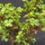 Close-up of Frank Yee Cork Bark Jade canopy showing dense green Dwarf Jade foliage, water droplets, corked branches, and compact tropical growth