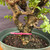 Close-up of Frank Yee Cork Bark Jade base showing existing cork bark texture, dark crevices, shared trunk structure, pink inventory tag, and green grow pot rim