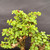Close-up of Frank Yee Cork Bark Jade upper canopy showing bright green succulent leaves, water droplets, compact branch tips, and corked interior branches