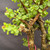 Close-up of Frank Yee Cork Bark Jade branch junction showing existing cork bark texture, trimmed branch tips, green Dwarf Jade foliage, and pink inventory tag