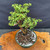 Overhead view of Frank Yee Cork Bark Jade pre-bonsai showing 12 inch spread, compact twin-trunk canopy, green grow pot, white perlite soil mix, and exact tree for sale