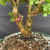 Close-up of Frank Yee Cork Bark Jade base showing existing cork bark texture, twin-trunk structure, dark crevices, pink inventory tag, and 10 inch grow pot