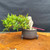 Full front view of Willow Leaf Ficus bonsai in a 5 inch pot, showing exposed root trunk, narrow green foliage, low directional canopy, and 7 inch height