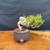Side view of Willow Leaf Ficus bonsai showing exposed root trunk, left-facing branch movement, narrow green leaves, 9 inch spread, and exact tree for sale