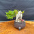 Rear view of Willow Leaf Ficus bonsai showing pale exposed root structure, compact tropical foliage, pink inventory tag, rounded pot, and bonsai soil mix