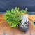 Overhead view of Willow Leaf Ficus bonsai showing compact green canopy, pale exposed root base, 5 inch pot, pink inventory tag, and tropical bonsai structure