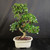 Full view of flowering Fukien Tea bonsai in cream-colored Japanese ceramic pot, showing curved textured trunk, glossy green tropical canopy, and small white flowers