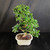 Front view of Fukien Tea bonsai tree with dense glossy foliage, visible white flowers, curved trunk movement, and cream Japanese ceramic bonsai pot