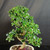 Close view of flowering Fukien Tea bonsai canopy with small white blooms, shiny green leaves, textured trunk, and compact tropical branch structure