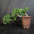 Full side view of semi-cascade Fukien Tea bonsai in tall Yixing ceramic pot, showing glossy green foliage, long horizontal trunk movement, and small white flowers