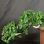Close view of Fukien Tea bonsai semi-cascade canopy showing shiny green leaves, small white flowers, branching structure, and curved trunk extending from pot