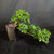 Angled view of Fukien Tea bonsai with cascading horizontal trunk, dense tropical leaf pads, visible white flowers, and 5.5 inch Yixing ceramic pot