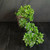 Top view of flowering cascade Fukien Tea bonsai showing the long sweeping canopy, glossy tropical foliage, small white flowers, and compact Yixing ceramic pot